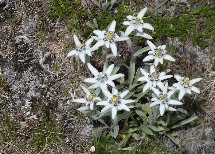 Le Petit Refuge Cervinia *